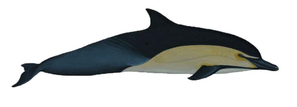 delfin comun