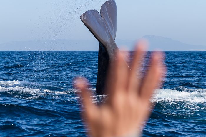 Sperm Whales Top Tarifa