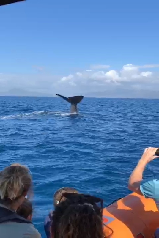 Sperm Whales Watching Top Tarifa