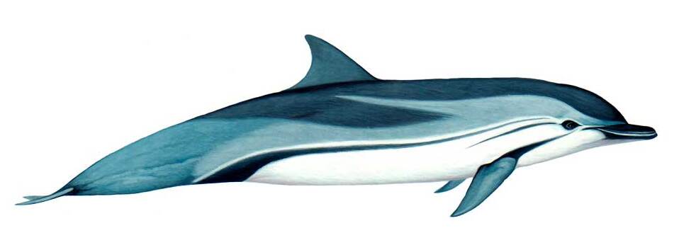 Delfin listado