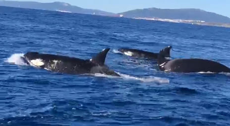 orcas tarifa