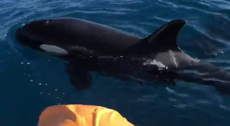 orcas en tarifa