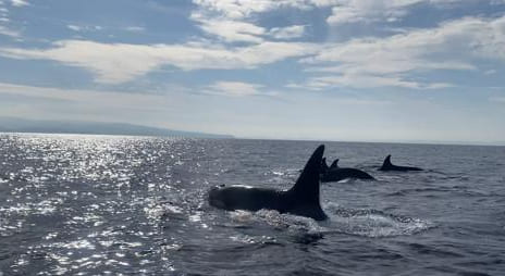 avistamiento de orcas tarifa
