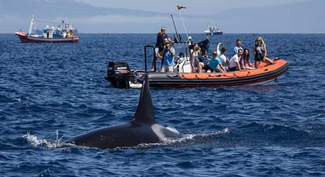 ver orcas tarifa