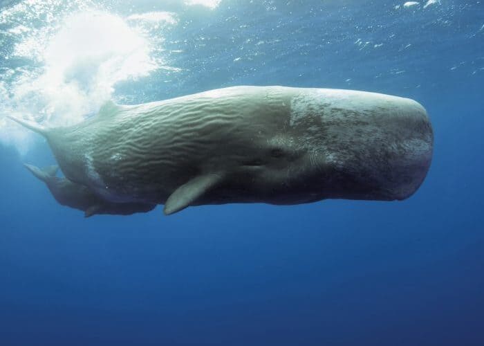 sperm whales