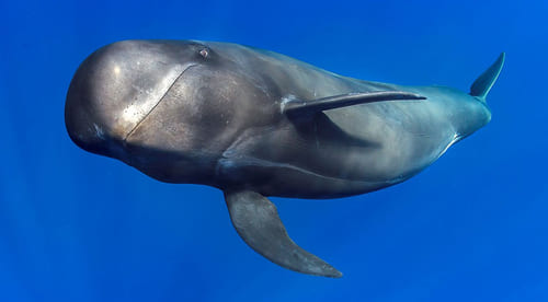 ballenas piloto avistamiento de cetaceos