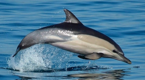 delfines comunes avistamiento de cetaceos