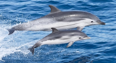 delfines listados avistamiento de cetaceos