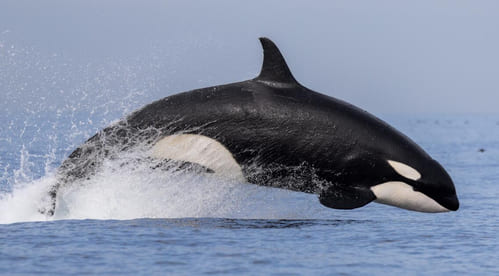 orcas en el estrecho de gibraltar